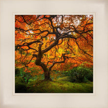 Load image into Gallery viewer, Tree of Perspective
