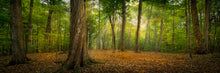Load image into Gallery viewer, Oh How Lovely was the Morning
