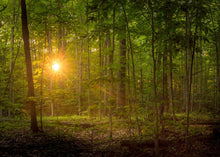 Load image into Gallery viewer, Suddenly A Light Descended
