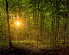 Load image into Gallery viewer, Suddenly A Light Descended
