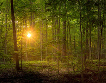 Load image into Gallery viewer, Suddenly A Light Descended

