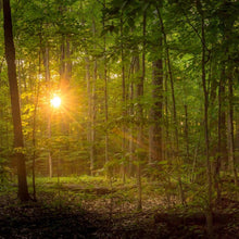Load image into Gallery viewer, Suddenly A Light Descended
