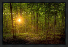 Load image into Gallery viewer, Suddenly A Light Descended
