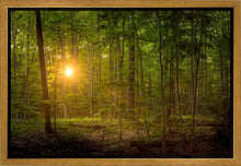 Load image into Gallery viewer, Suddenly A Light Descended
