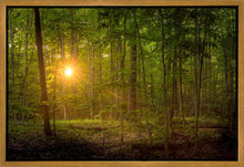 Load image into Gallery viewer, Suddenly A Light Descended
