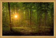 Load image into Gallery viewer, Suddenly A Light Descended
