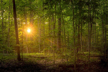 Load image into Gallery viewer, Suddenly A Light Descended

