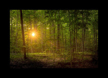 Load image into Gallery viewer, Suddenly A Light Descended
