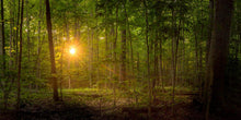 Load image into Gallery viewer, Suddenly A Light Descended
