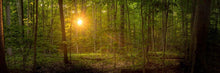 Load image into Gallery viewer, Suddenly A Light Descended
