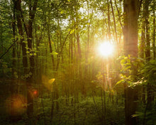 Load image into Gallery viewer, The Morning Breaks
