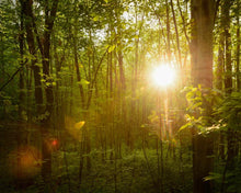 Load image into Gallery viewer, The Morning Breaks

