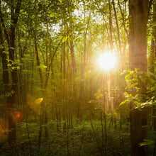 Load image into Gallery viewer, The Morning Breaks
