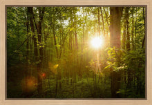 Load image into Gallery viewer, The Morning Breaks
