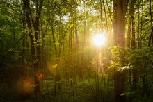 Load image into Gallery viewer, The Morning Breaks

