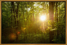 Load image into Gallery viewer, The Morning Breaks
