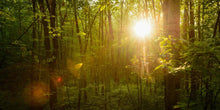 Load image into Gallery viewer, The Morning Breaks
