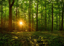 Load image into Gallery viewer, Sacred Morning
