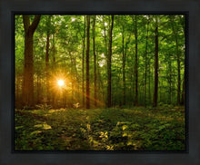 Load image into Gallery viewer, Sacred Morning
