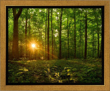 Load image into Gallery viewer, Sacred Morning
