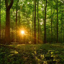 Load image into Gallery viewer, Sacred Morning
