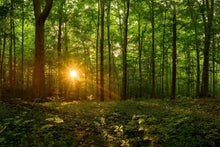 Load image into Gallery viewer, Sacred Morning
