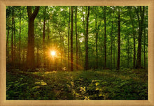 Load image into Gallery viewer, Sacred Morning
