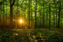 Load image into Gallery viewer, Sacred Morning
