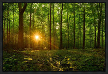 Load image into Gallery viewer, Sacred Morning
