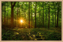Load image into Gallery viewer, Sacred Morning
