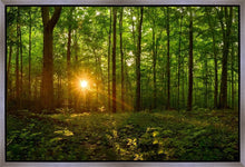 Load image into Gallery viewer, Sacred Morning
