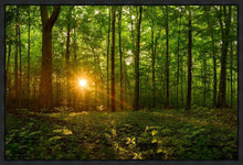 Load image into Gallery viewer, Sacred Morning
