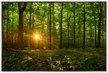 Load image into Gallery viewer, Sacred Morning
