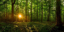 Load image into Gallery viewer, Sacred Morning
