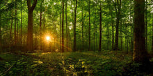 Load image into Gallery viewer, Sacred Morning
