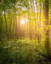 Load image into Gallery viewer, Sweet Hour of Prayer

