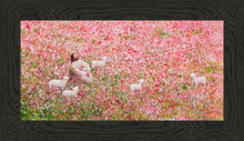 Load image into Gallery viewer, Shepherd's Rest is a painting that depicts Jesus Christ sitting with a lamb in a field of pink and red flowers - Yongsung Kim | Havenlight | Christian Artwork
