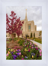 Load image into Gallery viewer, Ogden Tulips
