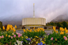 Load image into Gallery viewer, Provo Spring Tulips
