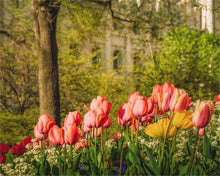 Load image into Gallery viewer, Salt Lake in the Garden
