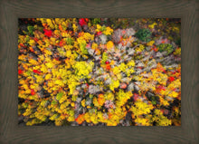 Load image into Gallery viewer, Sacred Grove Autumn From Heaven
