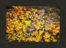 Load image into Gallery viewer, Sacred Grove Autumn From Heaven
