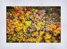 Load image into Gallery viewer, Sacred Grove Autumn From Heaven
