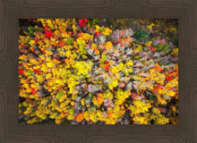 Load image into Gallery viewer, Sacred Grove Autumn From Heaven
