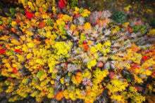 Load image into Gallery viewer, Sacred Grove Autumn From Heaven

