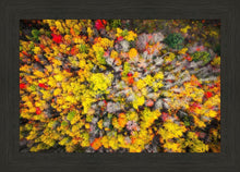 Load image into Gallery viewer, Sacred Grove Autumn From Heaven
