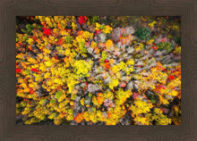 Load image into Gallery viewer, Sacred Grove Autumn From Heaven
