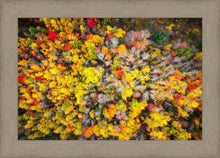 Load image into Gallery viewer, Sacred Grove Autumn From Heaven

