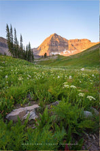 Load image into Gallery viewer, The Meadow
