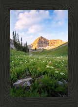 Load image into Gallery viewer, Timpanogos Meadow
